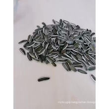 New Crop Sunflower Seeds Type 5009 Market Price In China